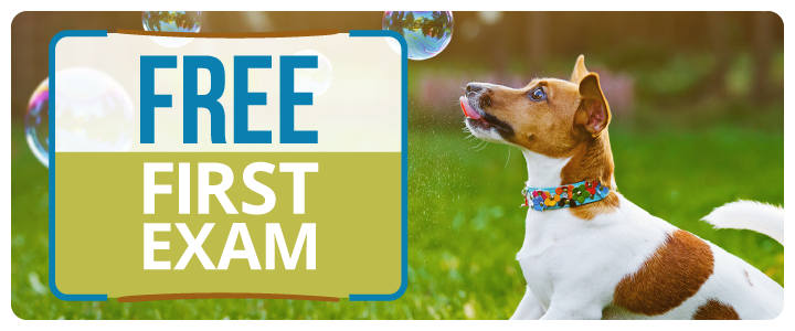 Free First Exam